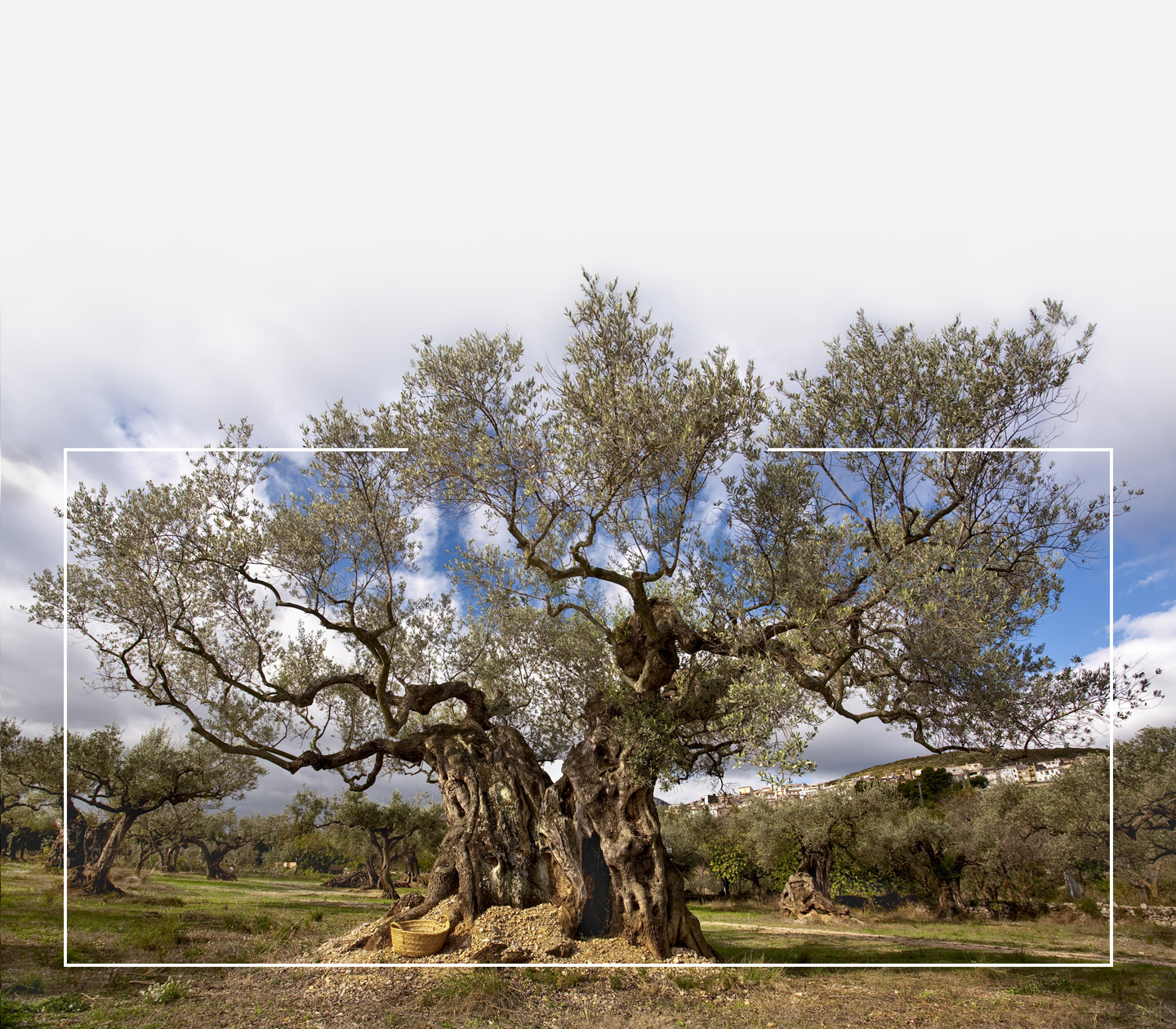 Etern Olive Oil_Olivera mil&middot;len&agrave;ria_ Mas de Barberans_Santi Martorell